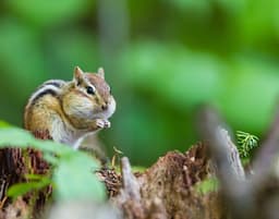 Chipmunk Grove