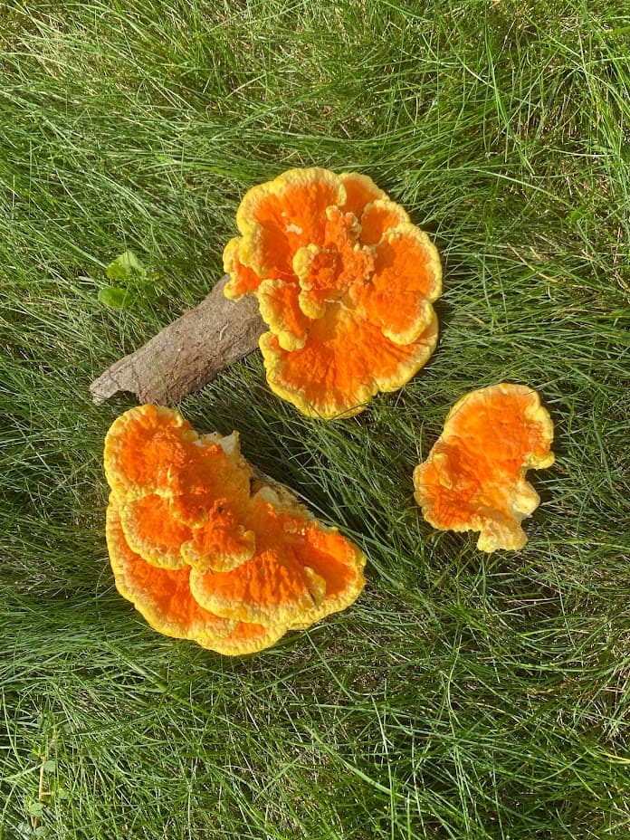 Sun-Dried Chicken of the Woods