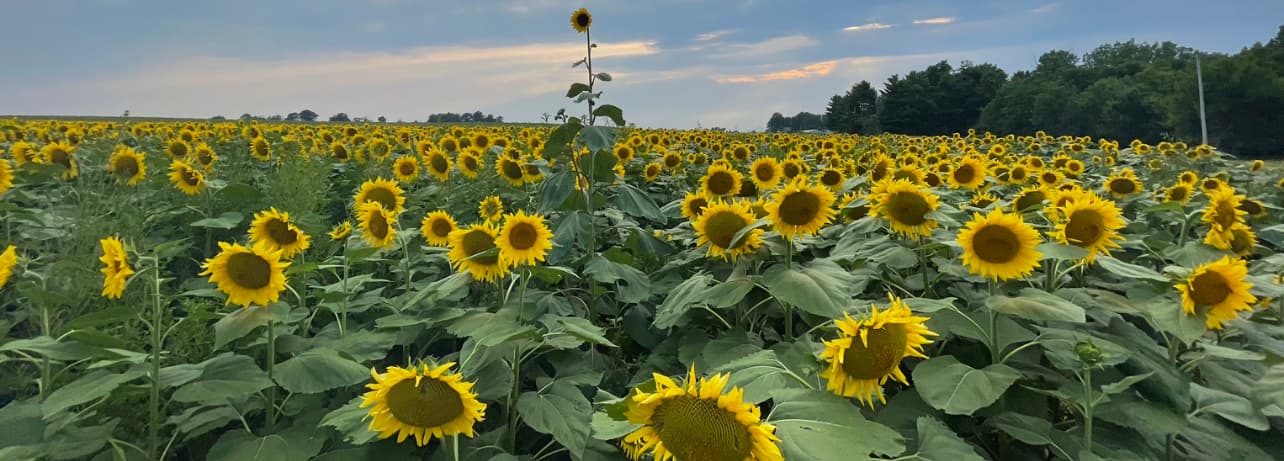 Hoosier Forager's banner