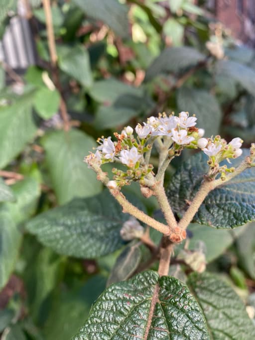 Picture of Buckwheat Honey - Raw and Unfiltered - 8oz - Buy Online | Foraged