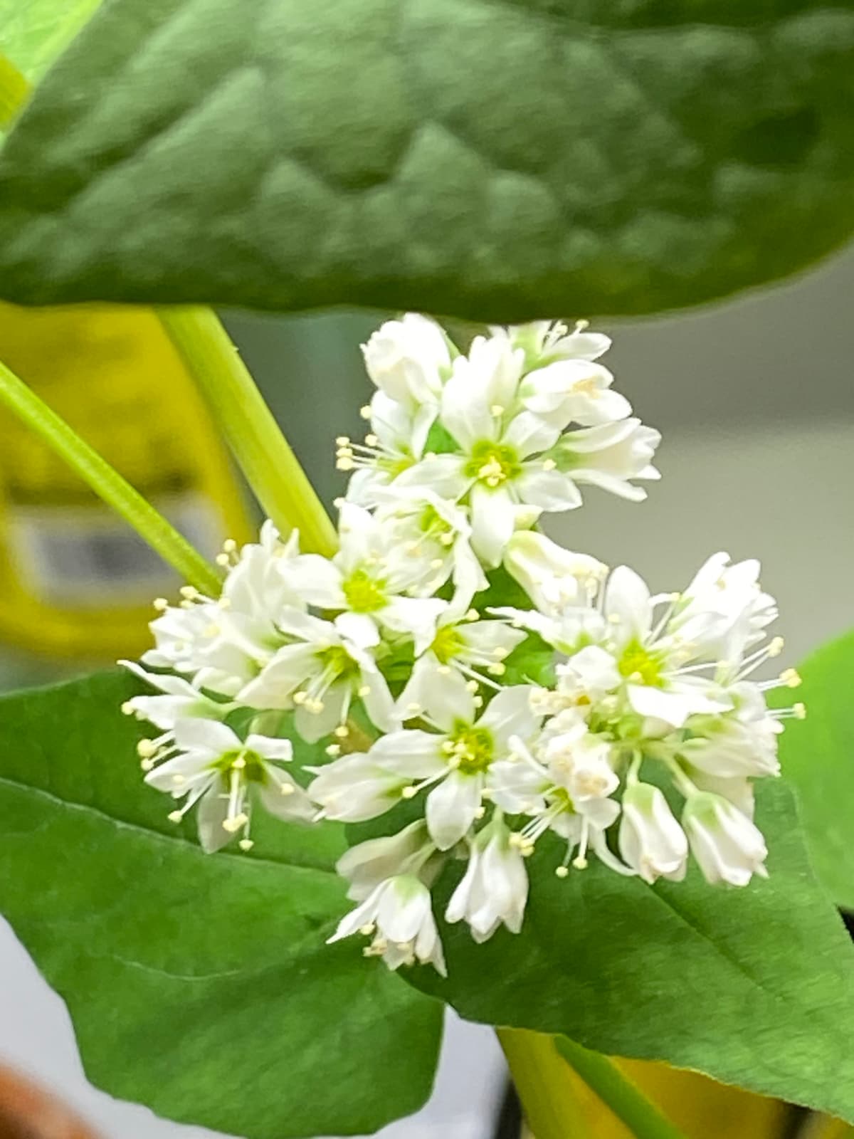 Buckwheat Honey - Raw and Unfiltered - 8oz - Buy Online | Foraged - Raw Buckwheat Honey For Pregnancy
