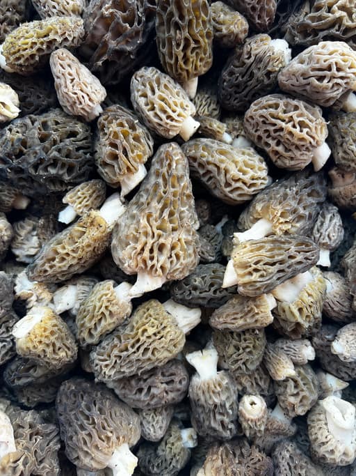 Fresh wild morel mushrooms foraged