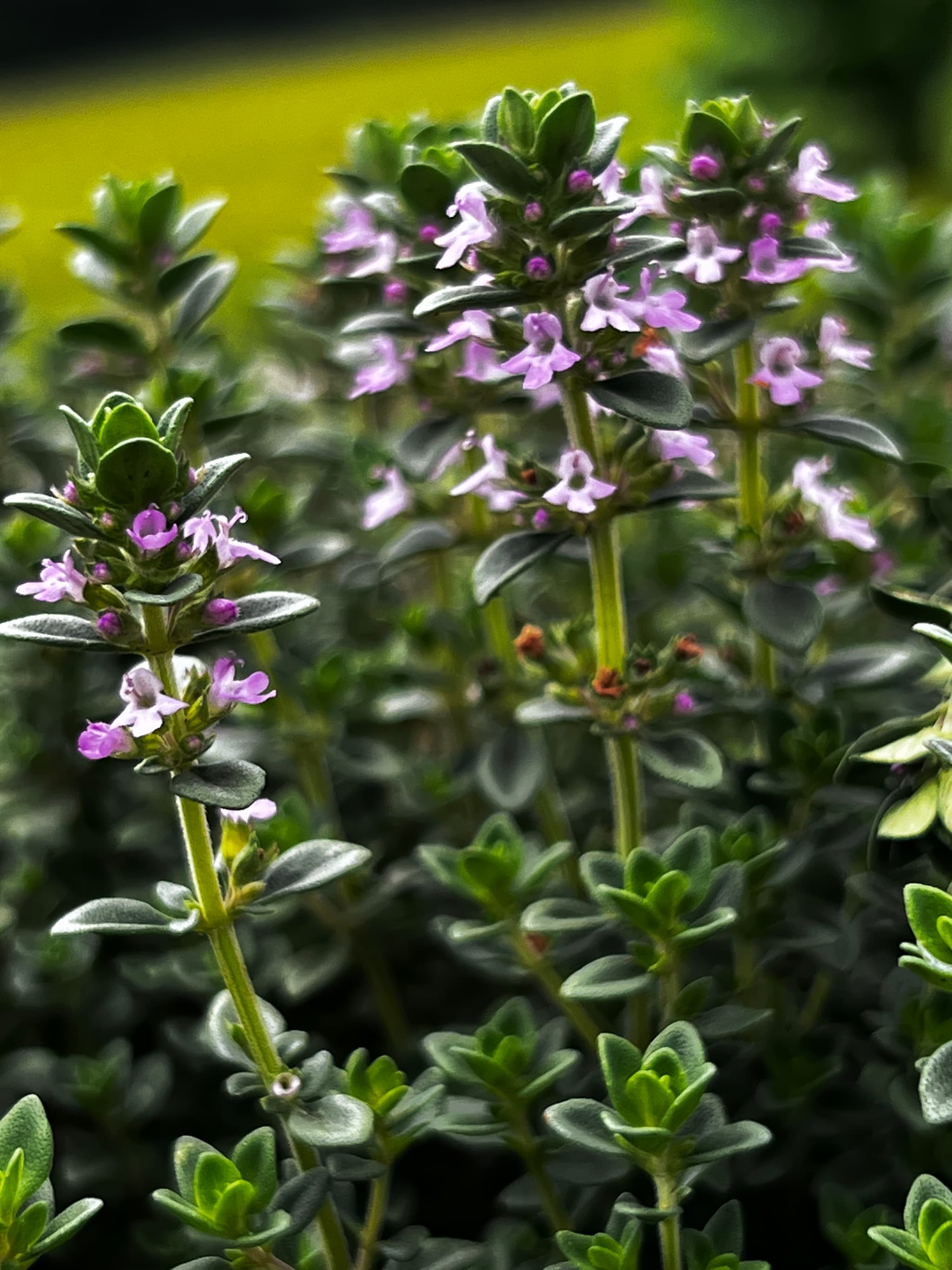 Flowering Lemon Thyme