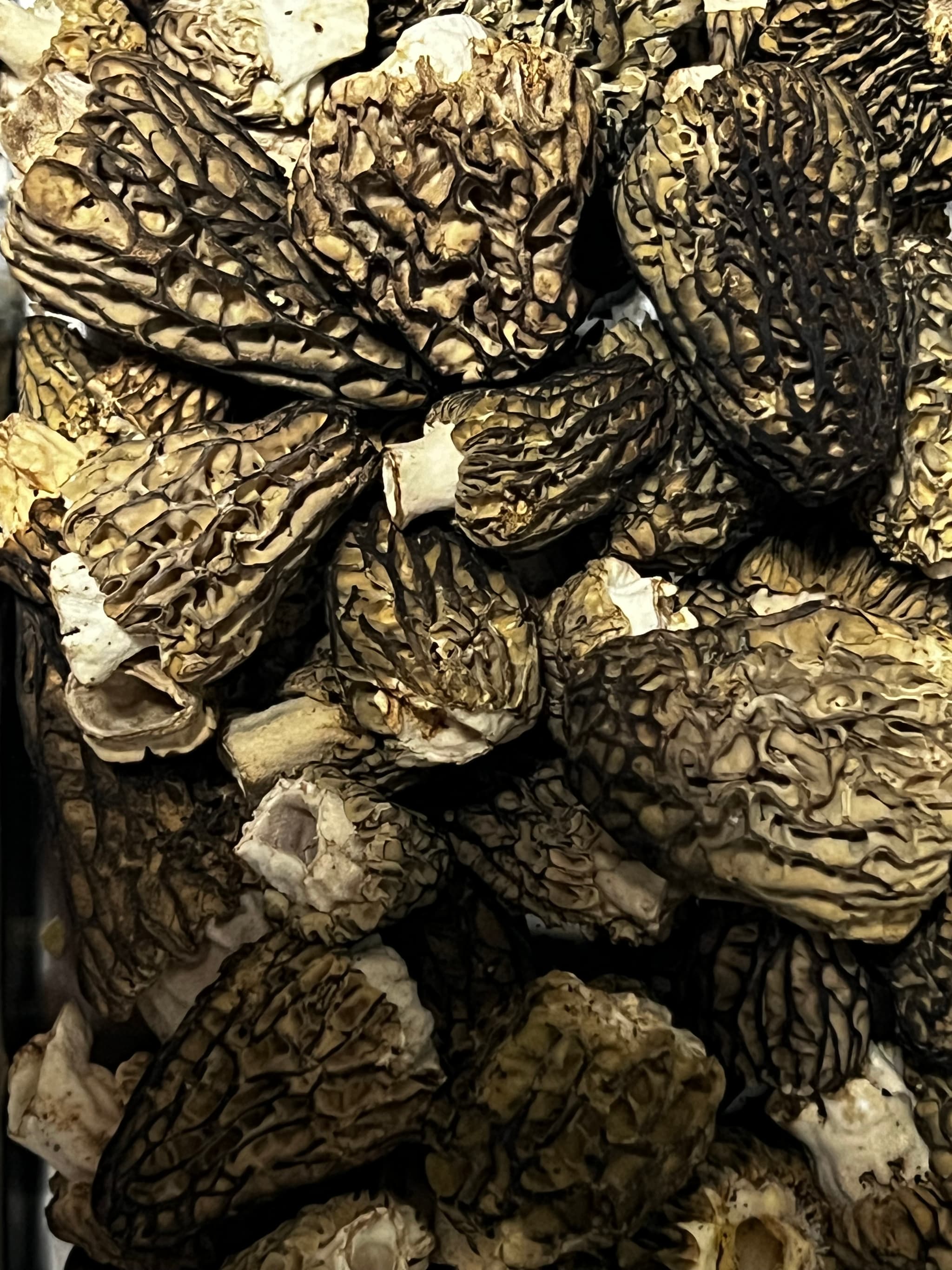 Freeze Dried Wild  Morel Mushrooms