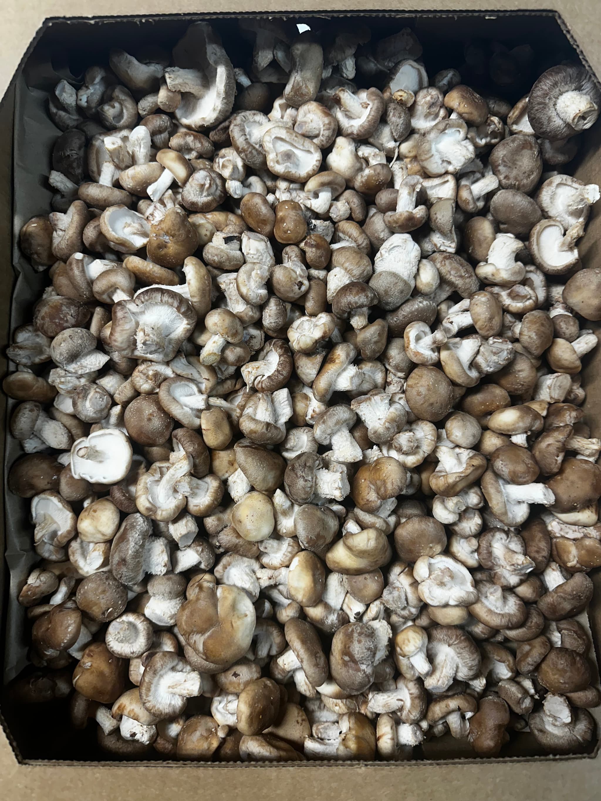 Fresh Baby Shiitake Mushrooms (1 lb)