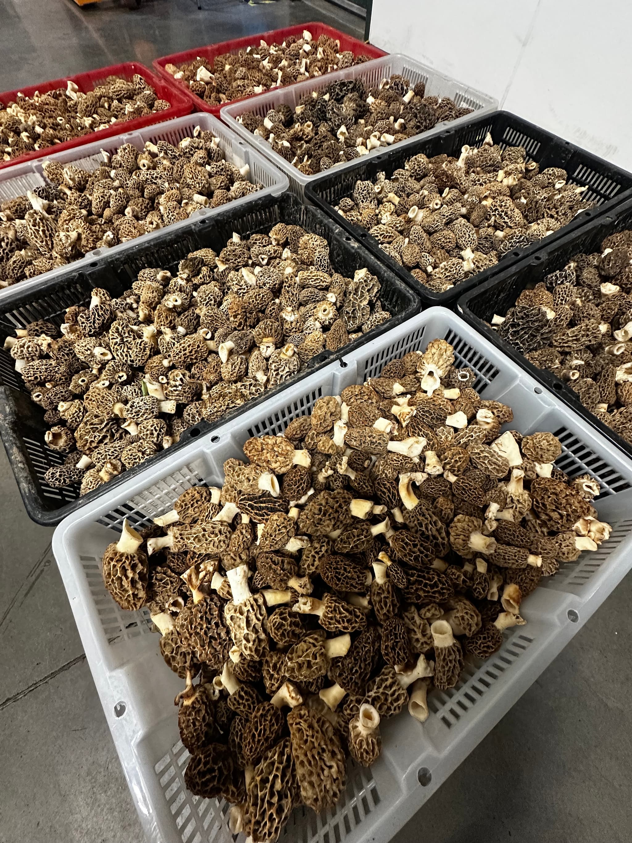 Fresh Wild Blonde/Gray Morel Mushrooms (1 lb) - Product of Oregon, USA