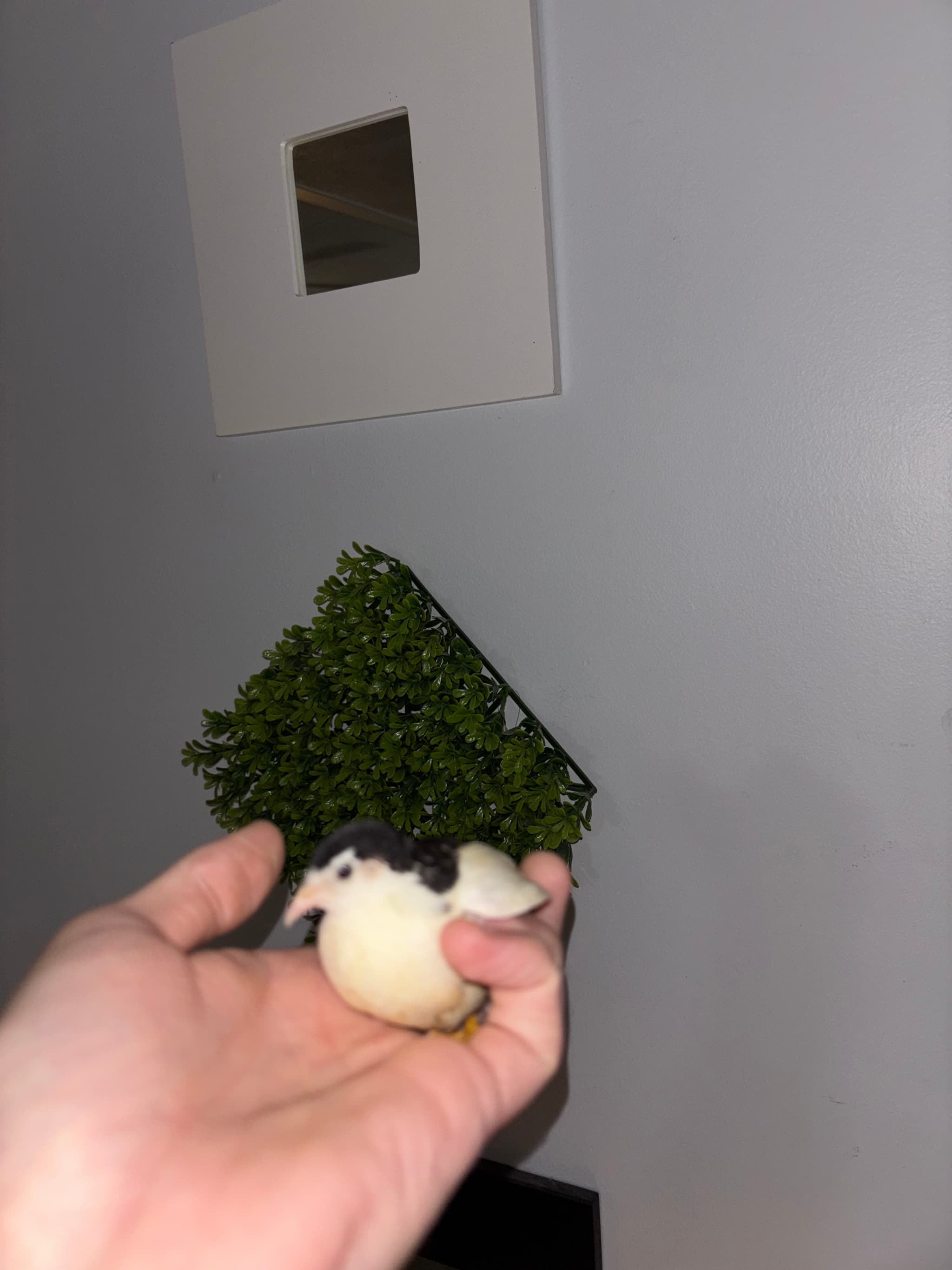 Product image #19