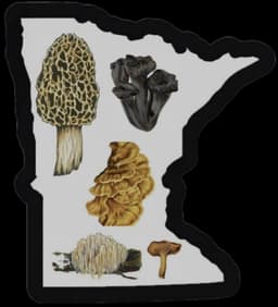 Southern Minnesota Medicinal and Edible Mushrooms 