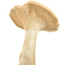 Product image #4