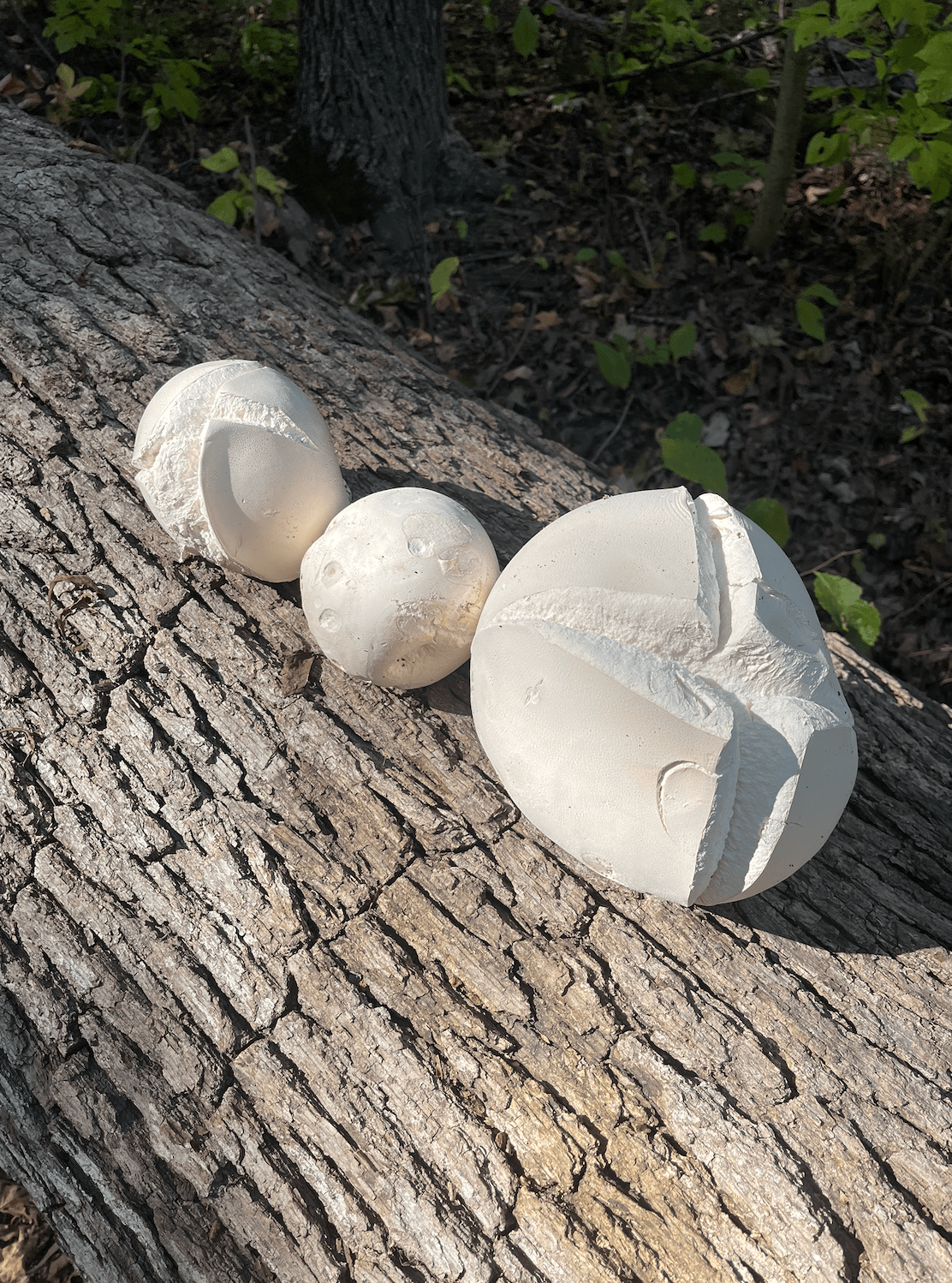 Dried Wild Puffball (Calvatia gigantea) Nuggs