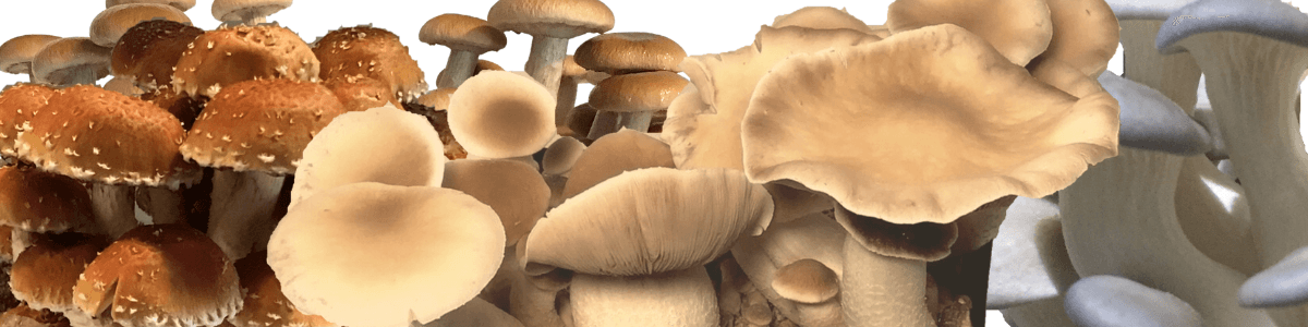Fungus Farm LLC's banner
