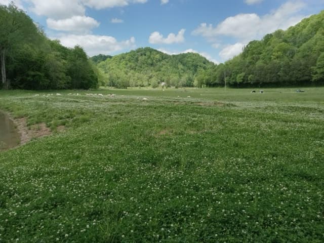 Clover Grove -Honeybee paradise