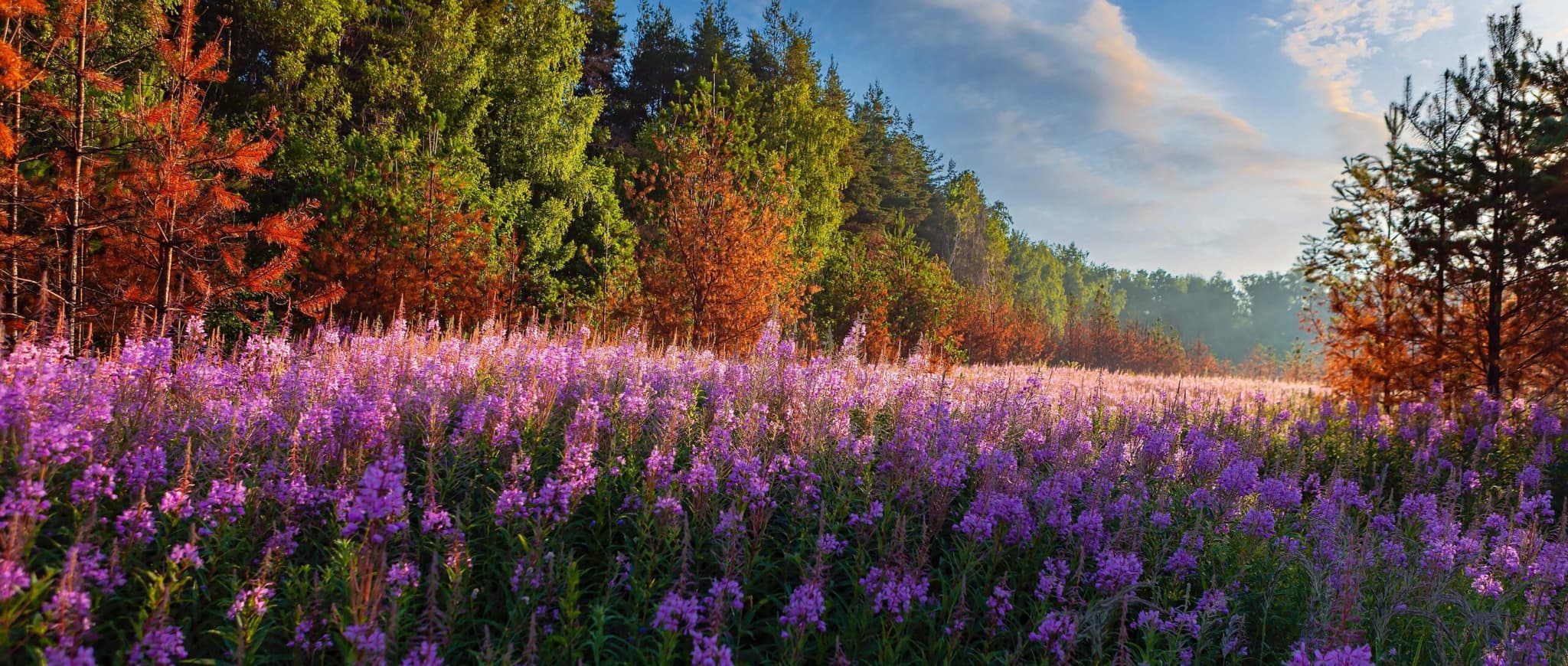 Alaska Wild Herbs's banner