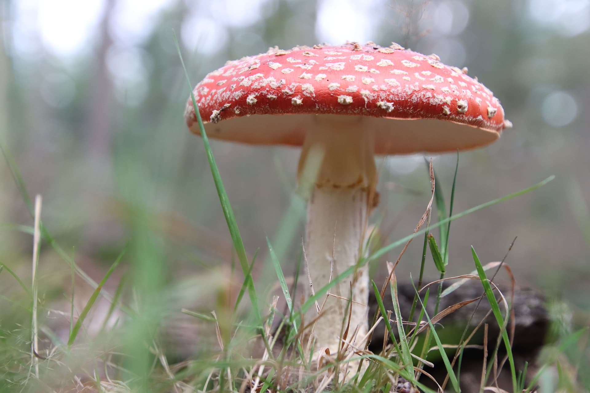 Flyagaricshop's banner