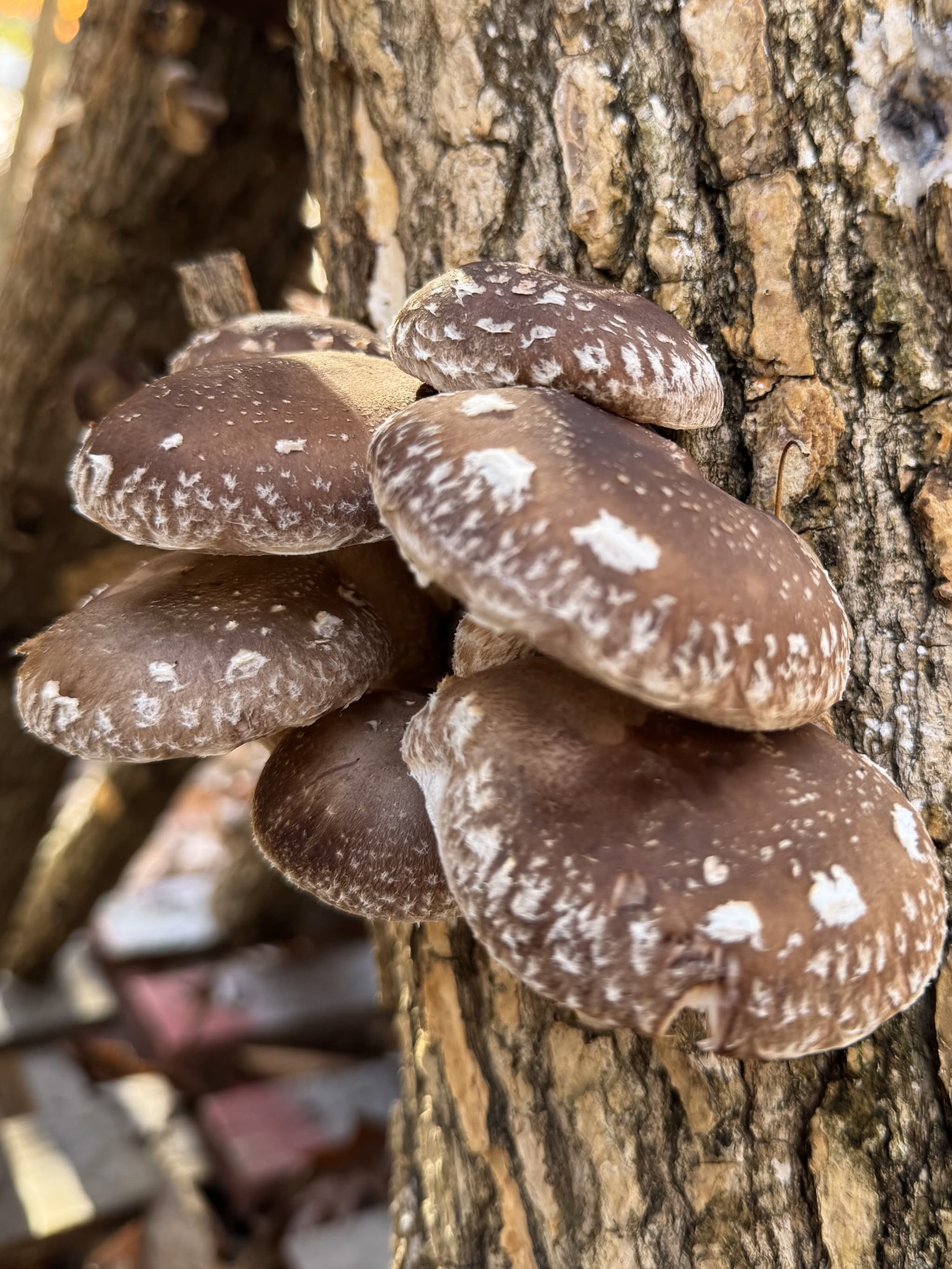 Log Grown Shiitake Mushrooms (Wholesale)