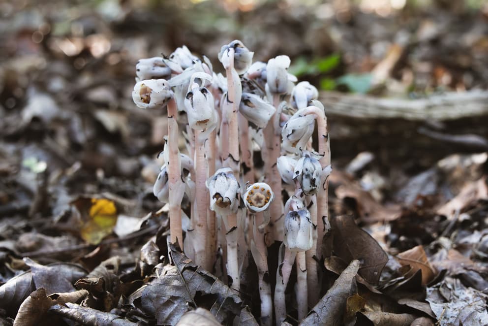 Ghost Pipe Tincture Foraged