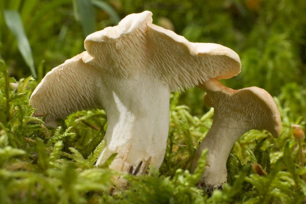 Thumbs UP Wild Foraged Products's banner