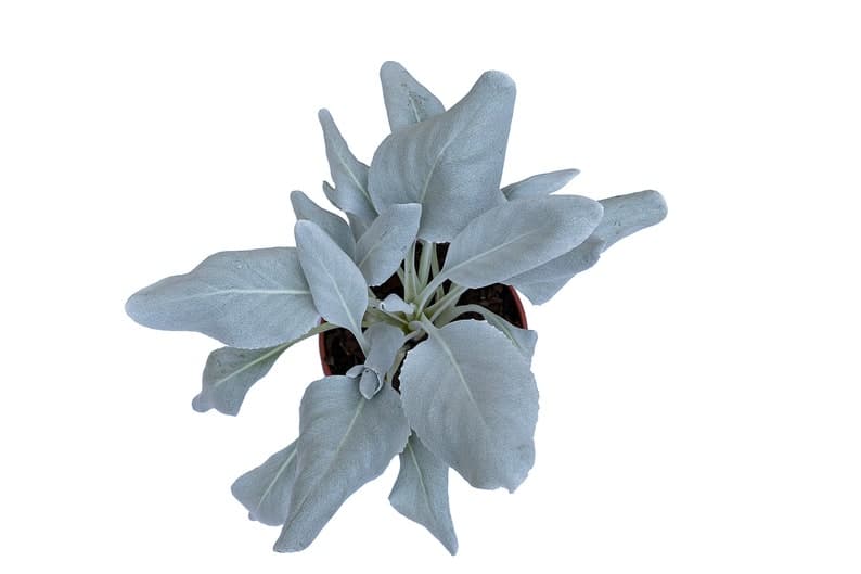 Product image #1