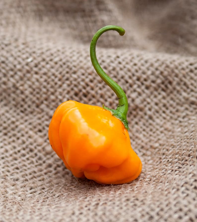 Product image #5