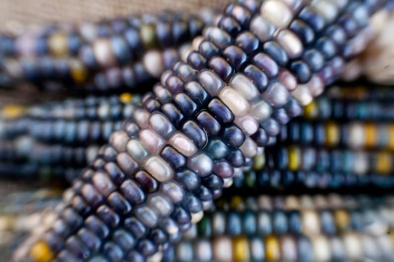 Sapphires and pearls glass gem cherokee indian corn seed pack foraged