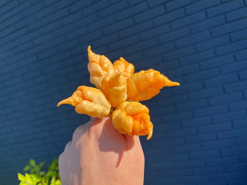 Product image #1