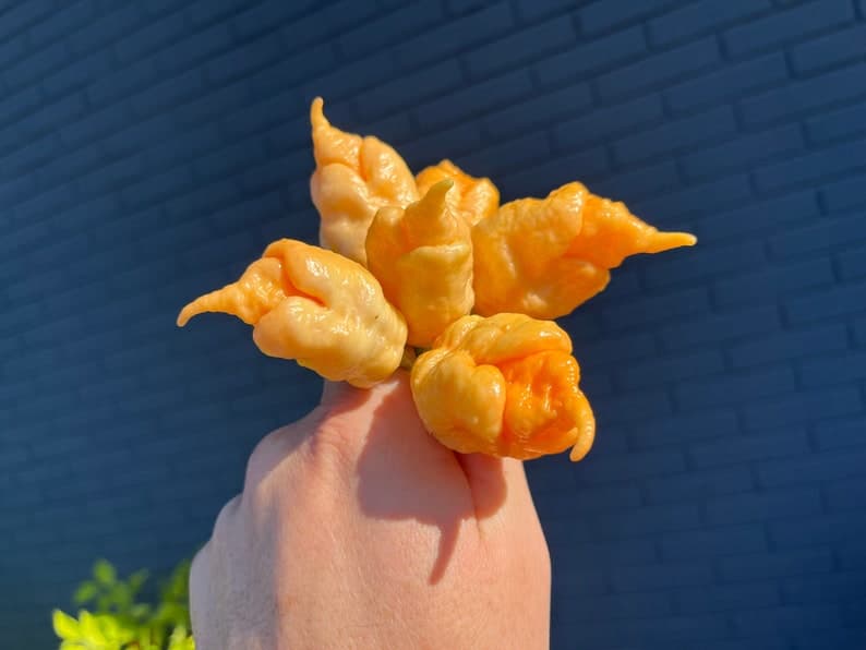 Product image #2