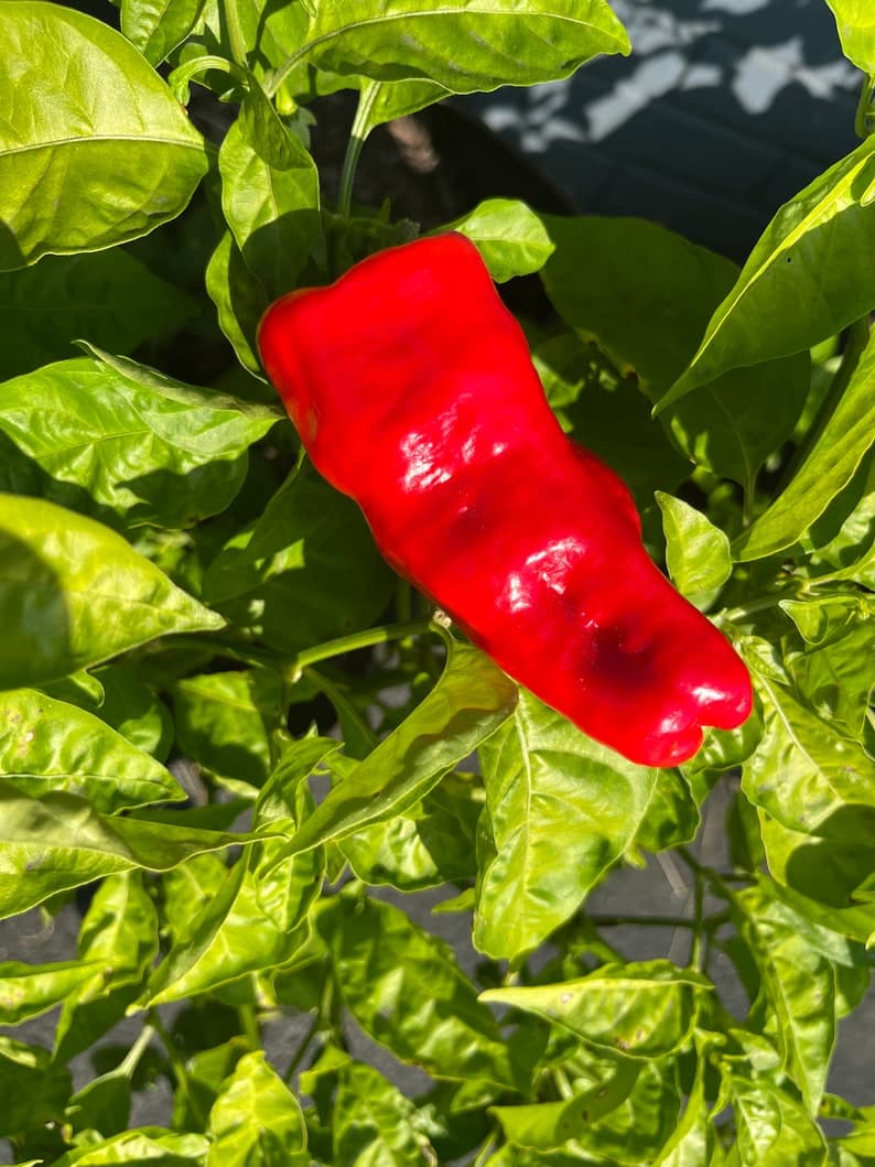 Product image #1