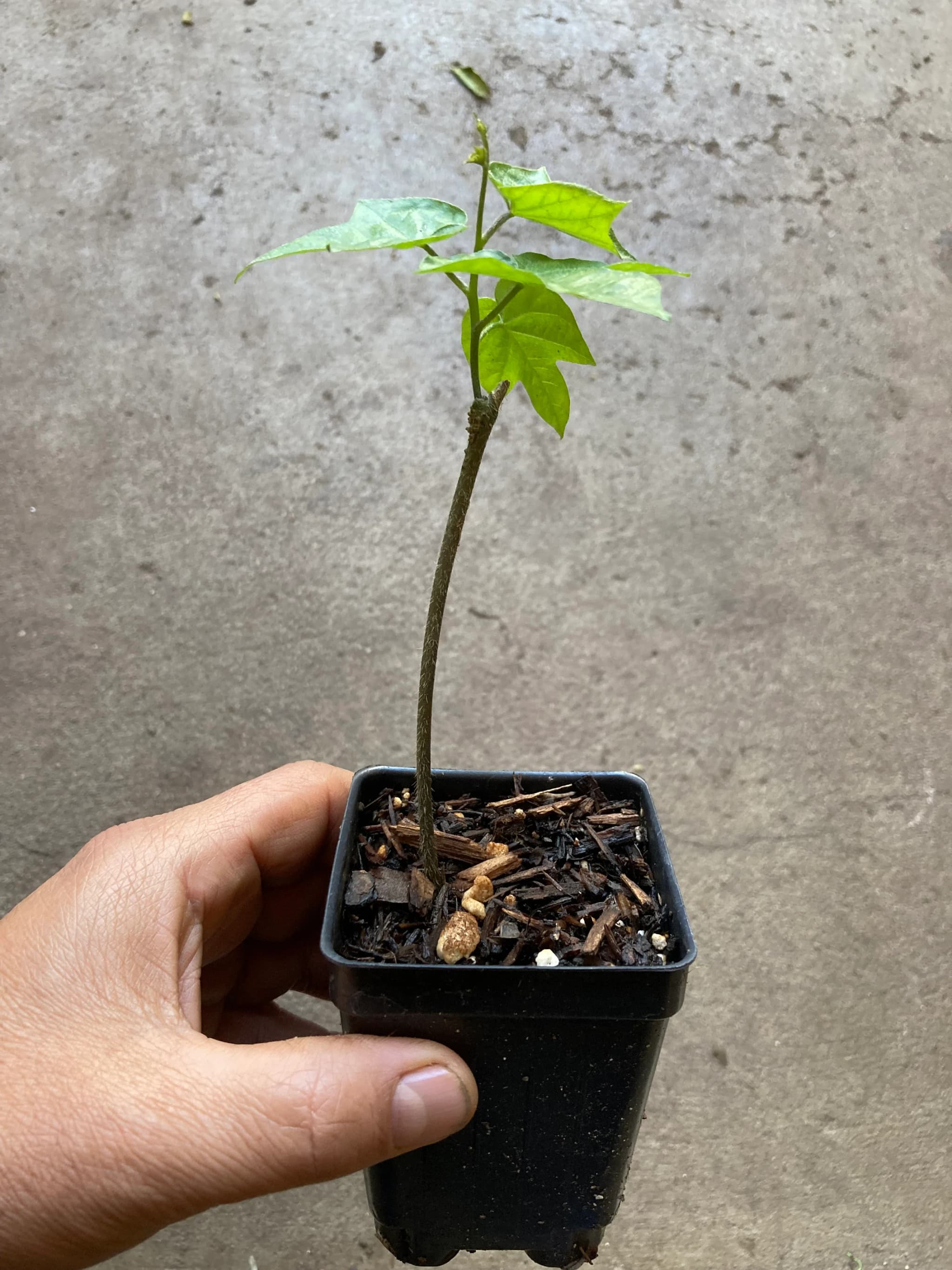Product image #1