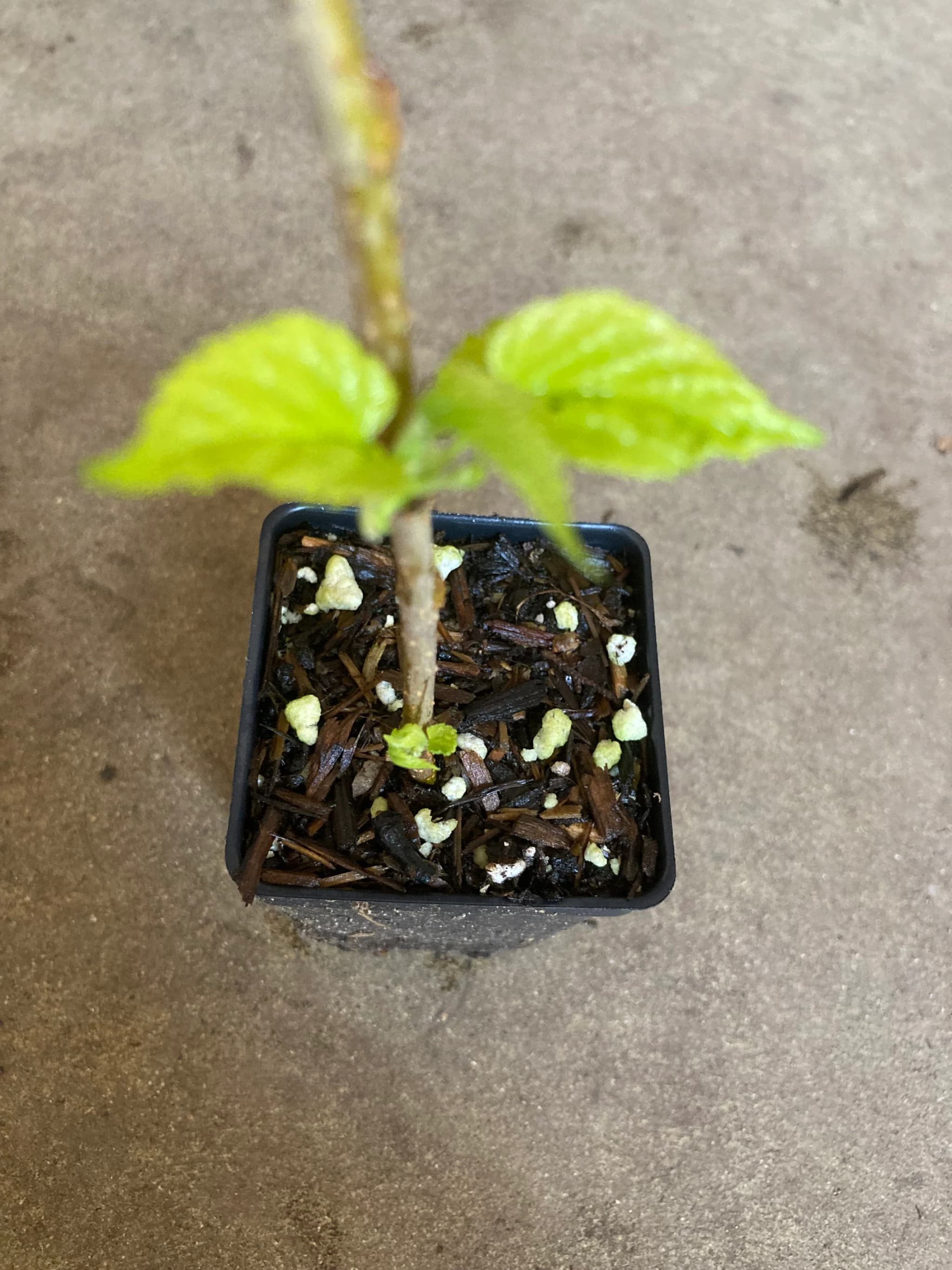 Product image #1