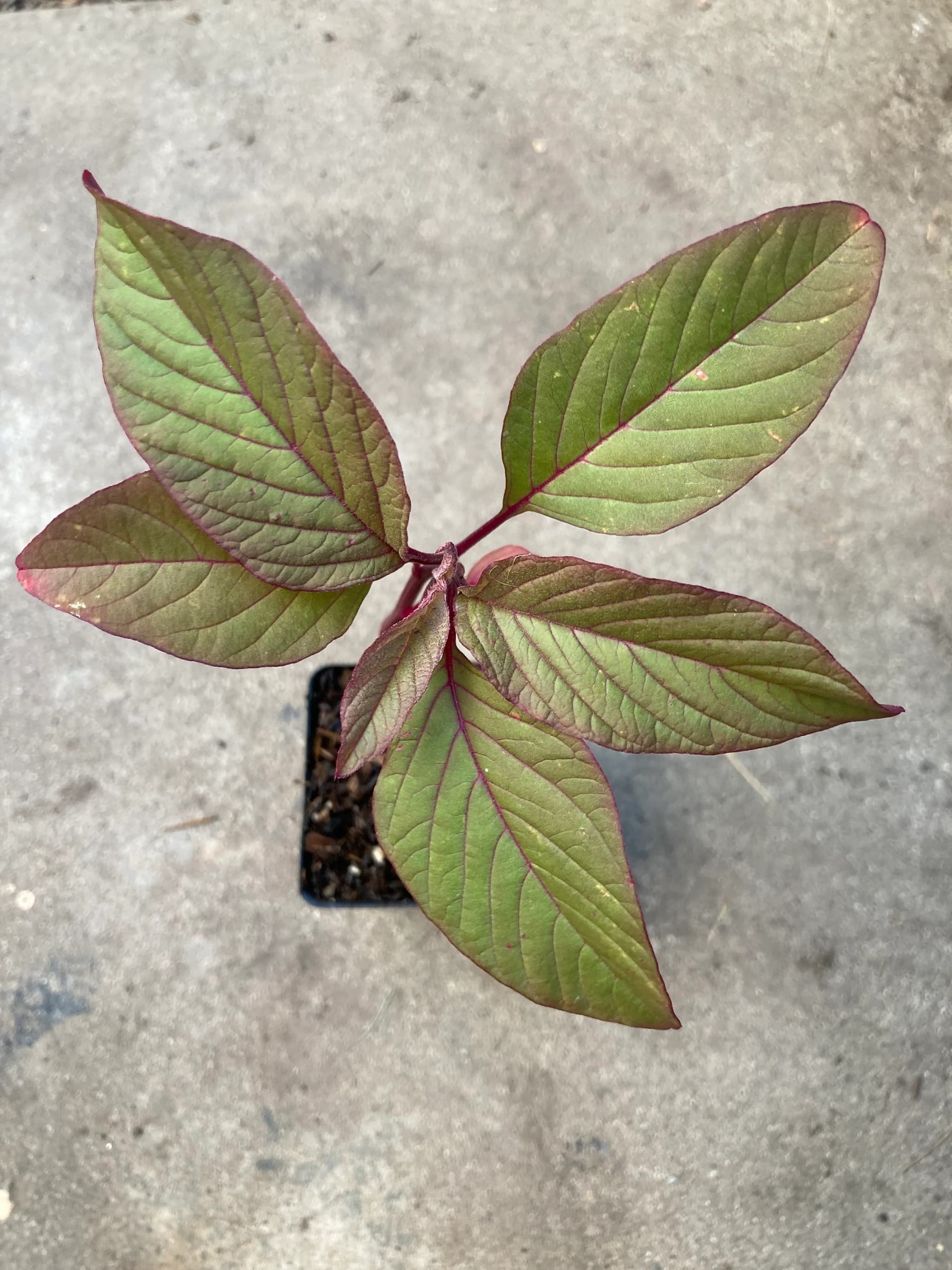 Product image #3