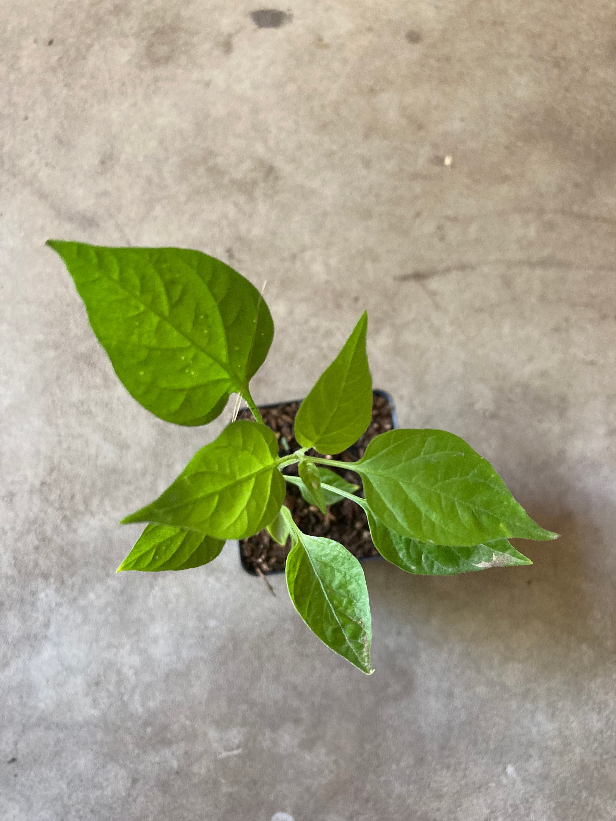 Product image #4
