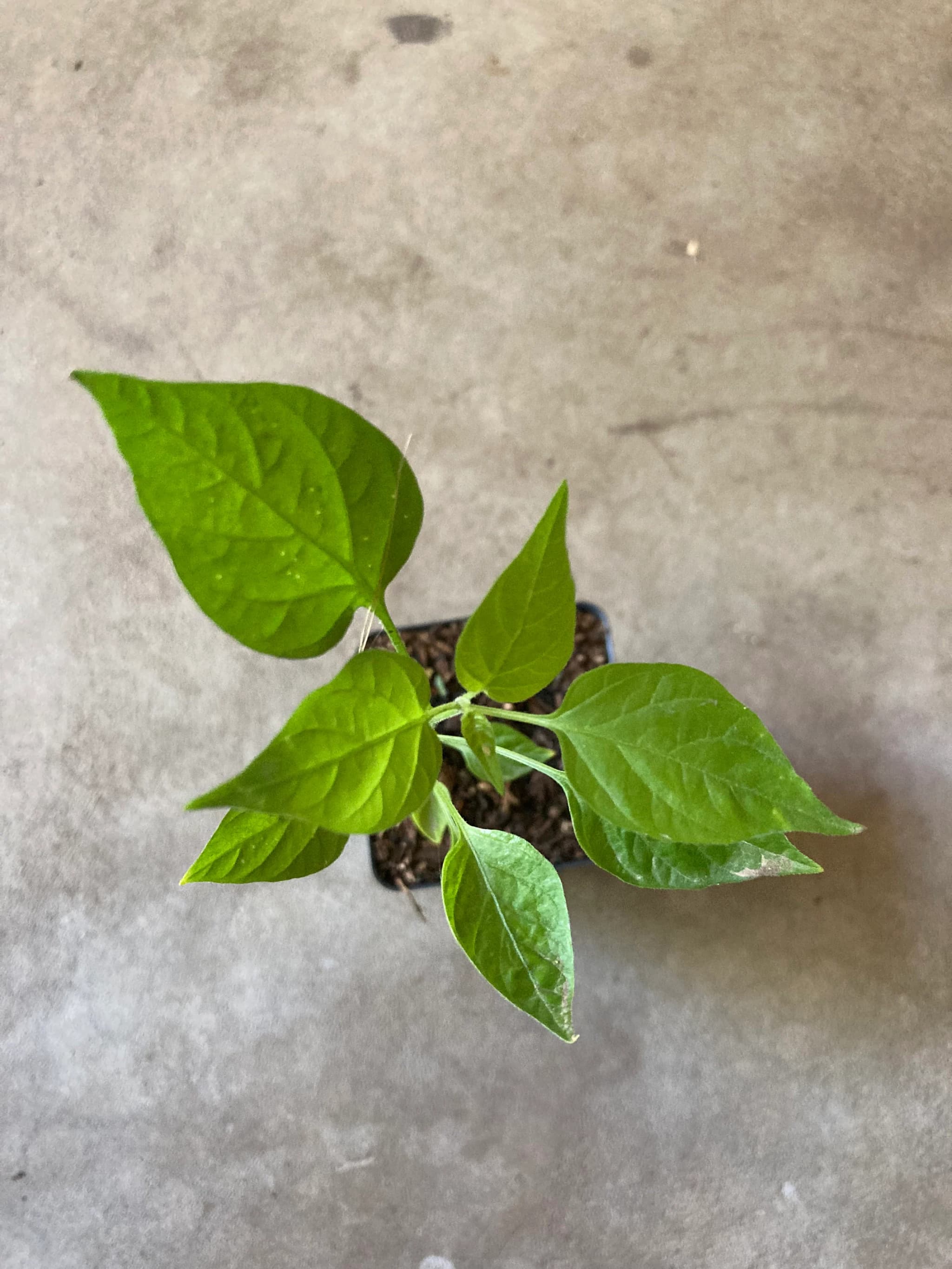 Product image #3