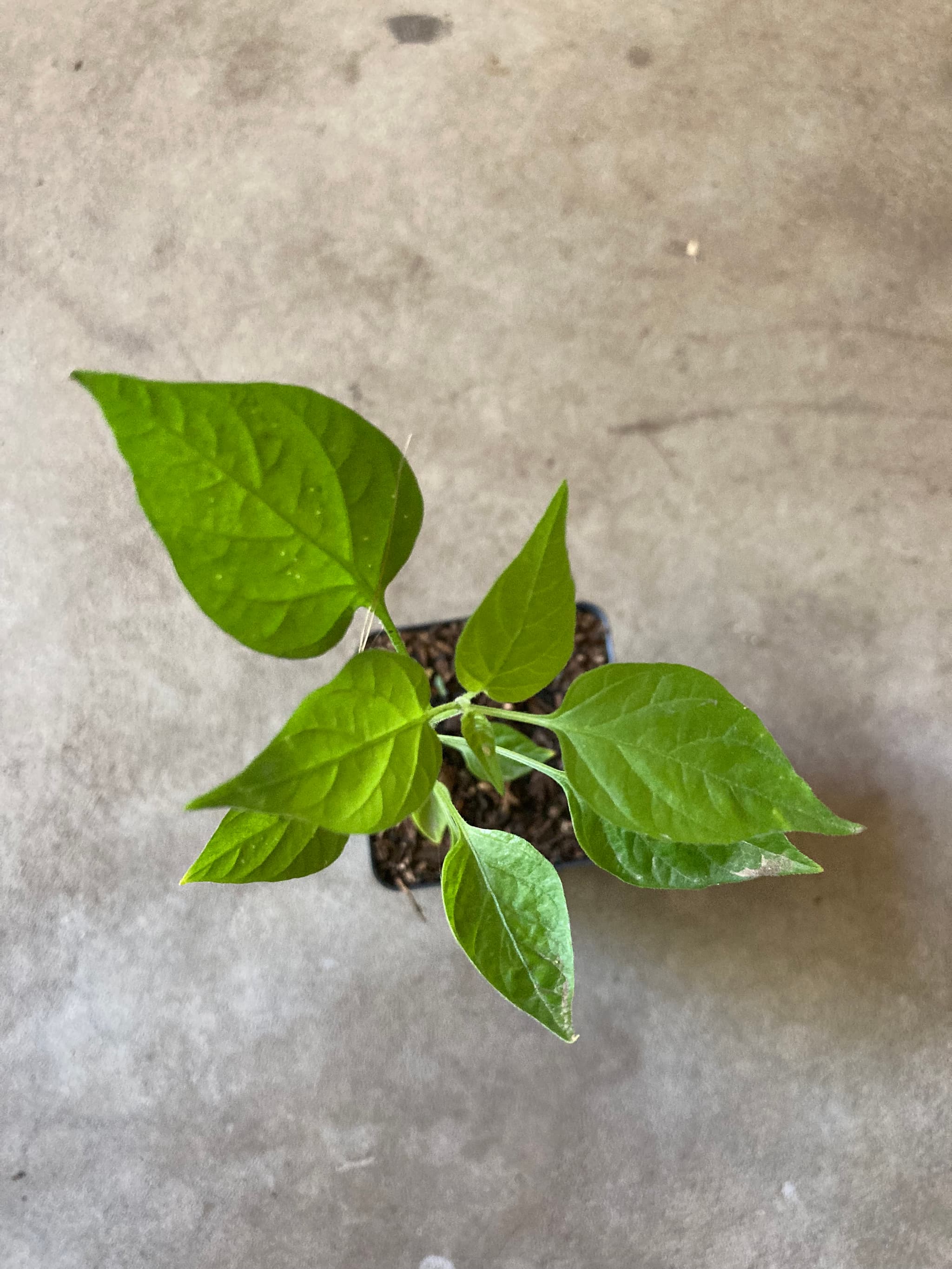 Product image #3