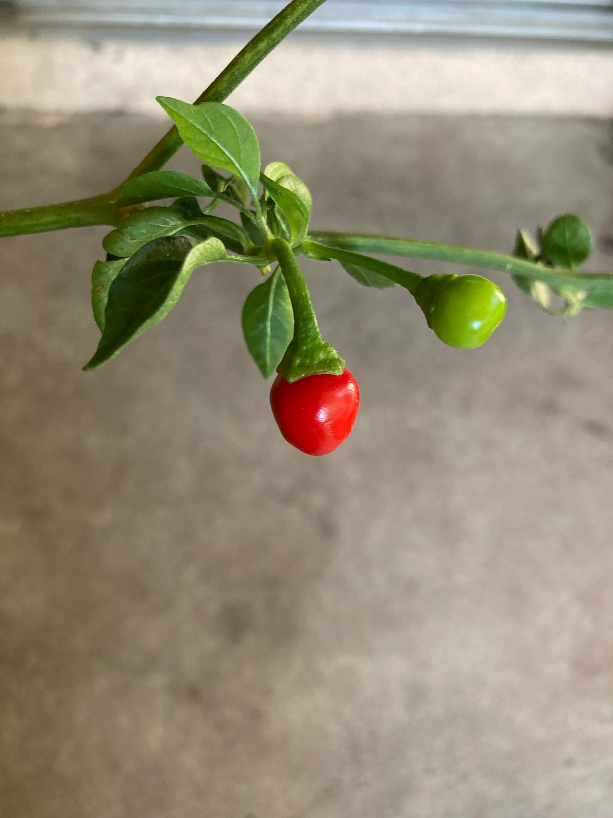 Product image #1