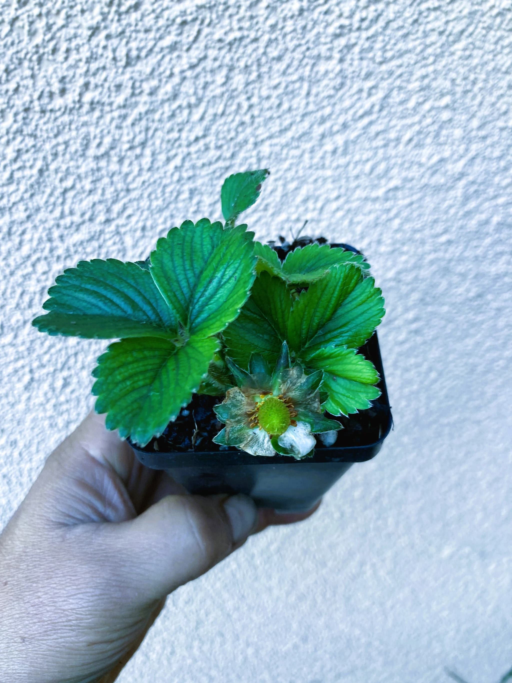 Product image #2