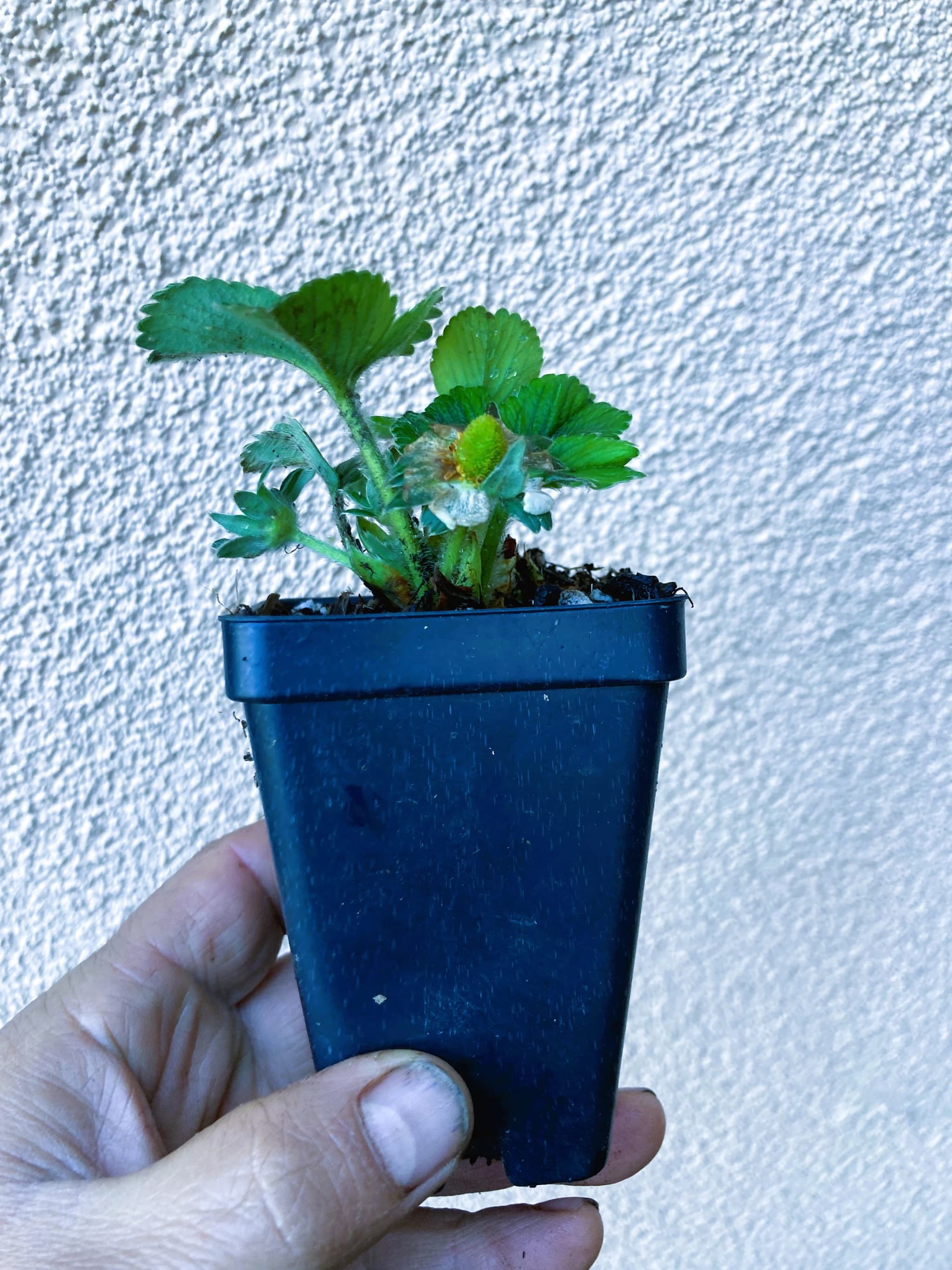 Product image #1