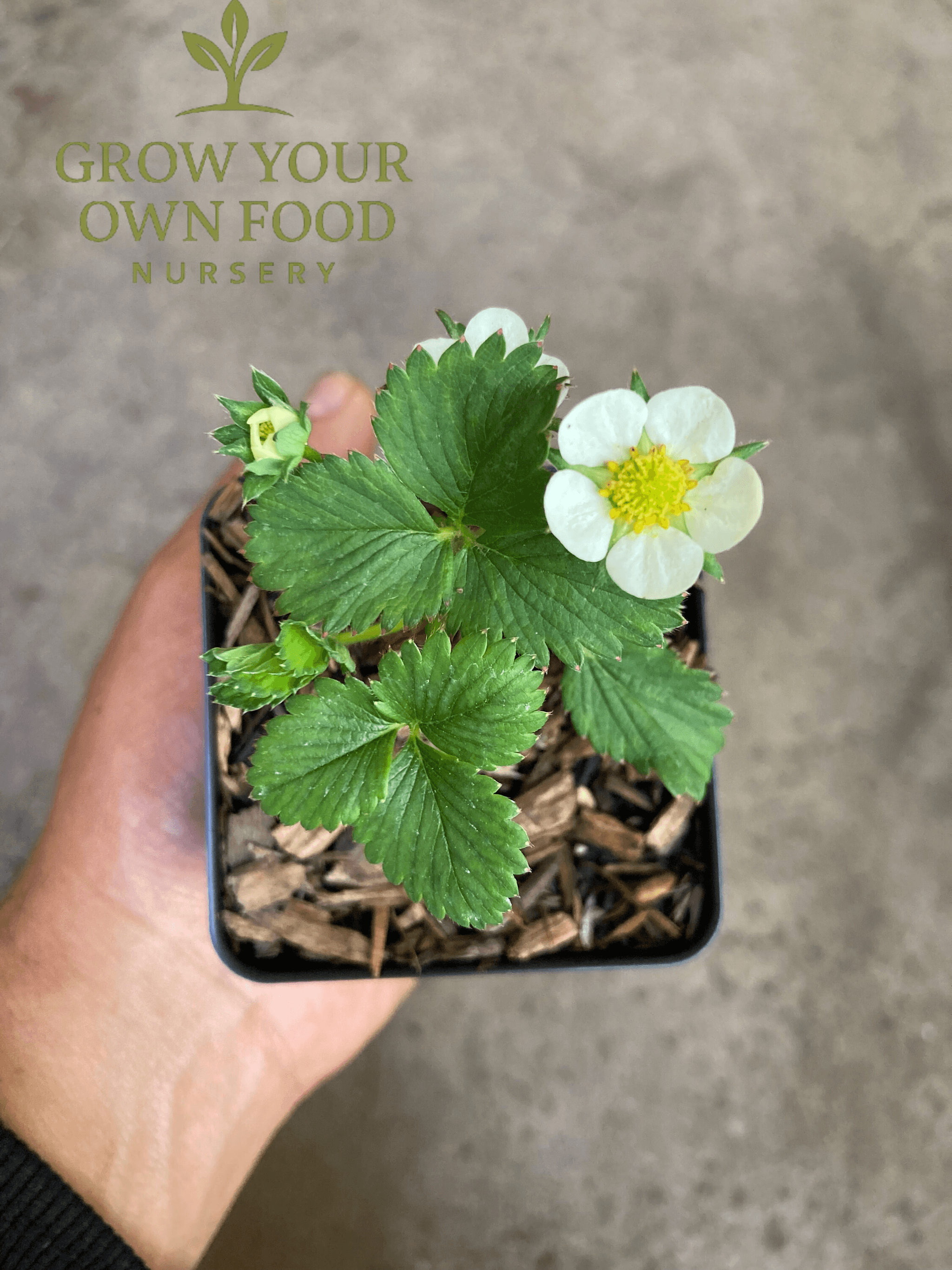 Product image #3
