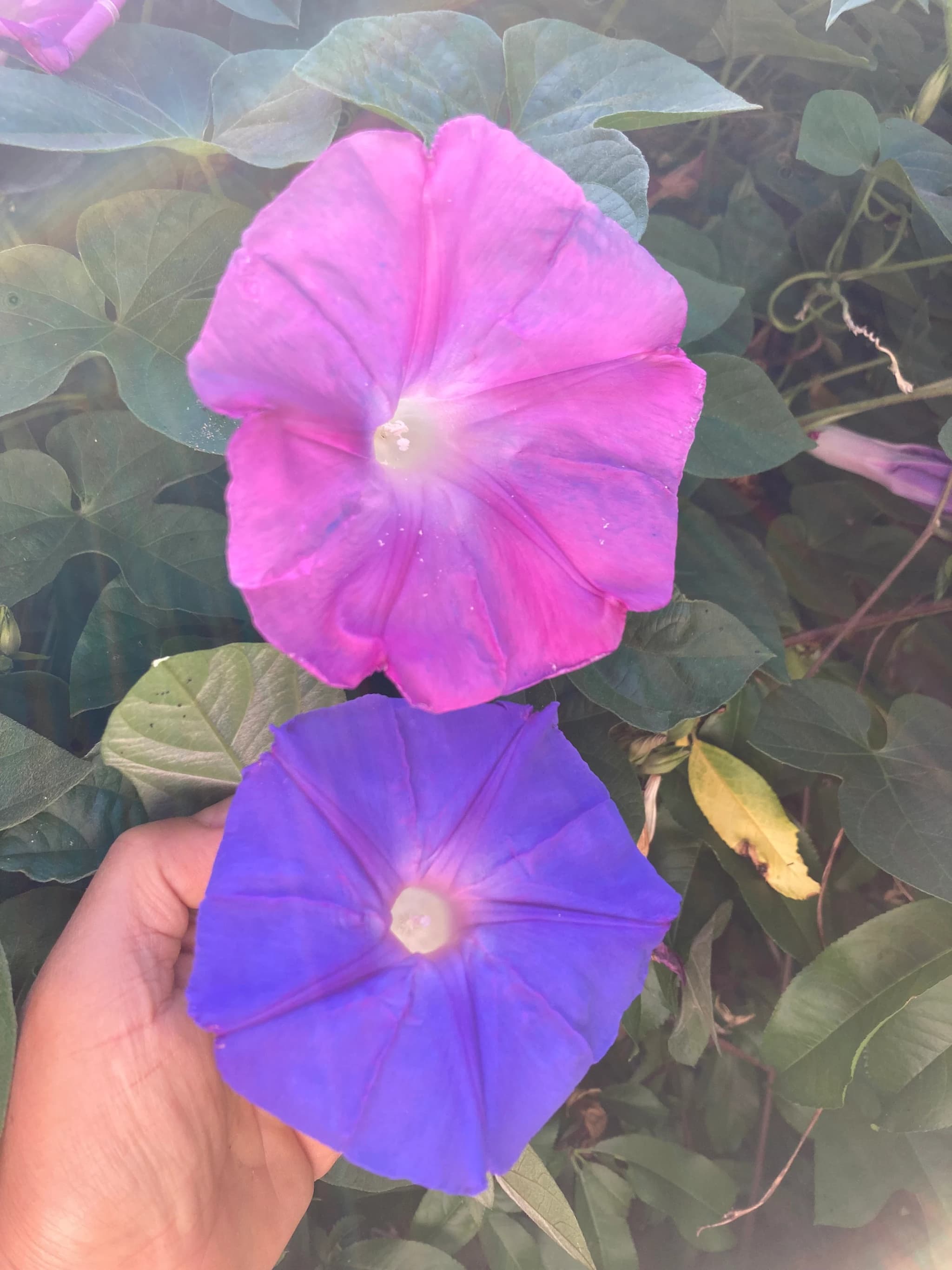 Product image #4