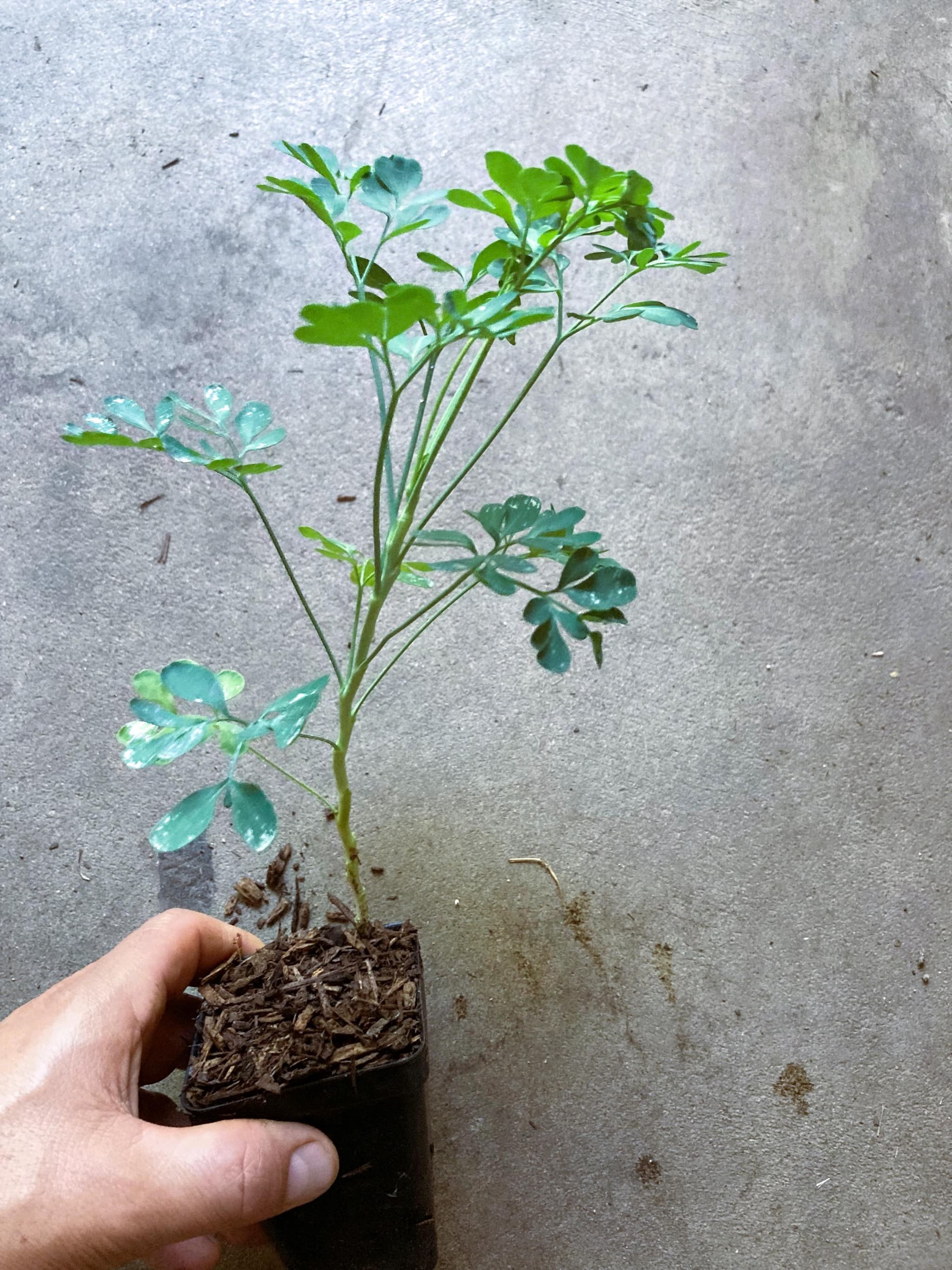 Product image #1