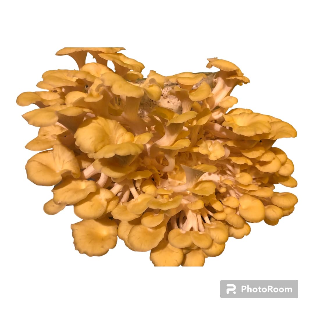 Product image #2