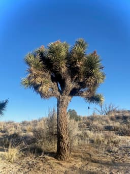 Desert Wild Teas