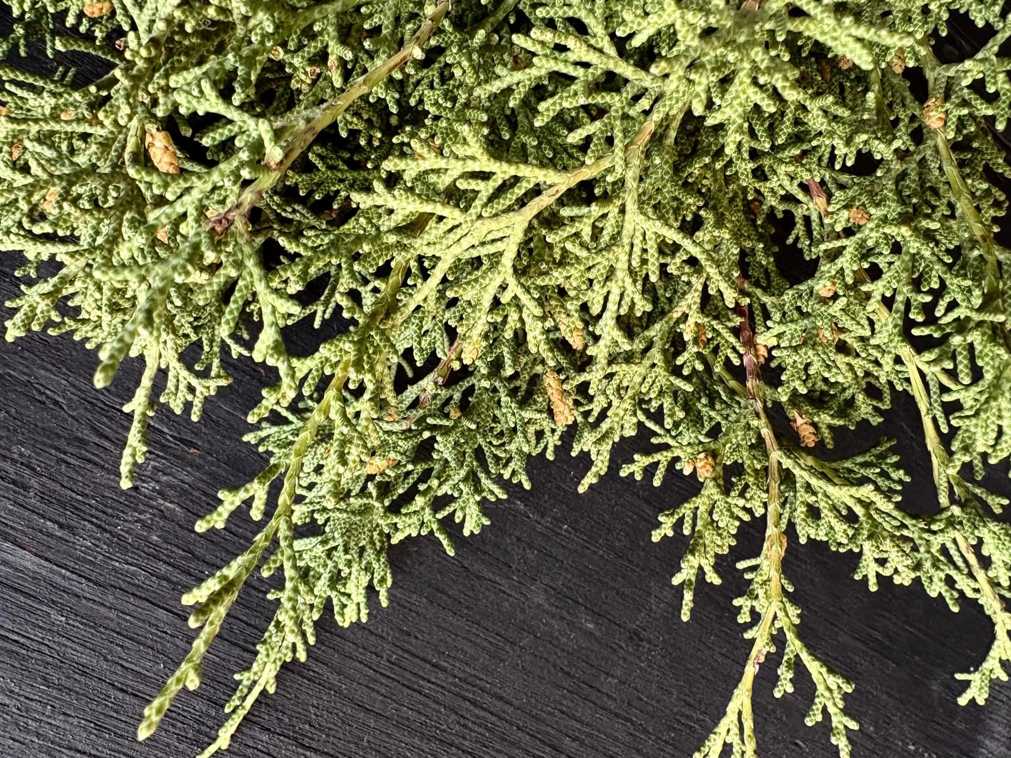 Product image #5