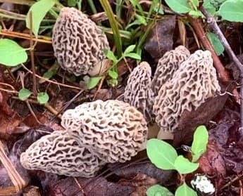 Grass-Fed Organic Morel Mushroom Butter