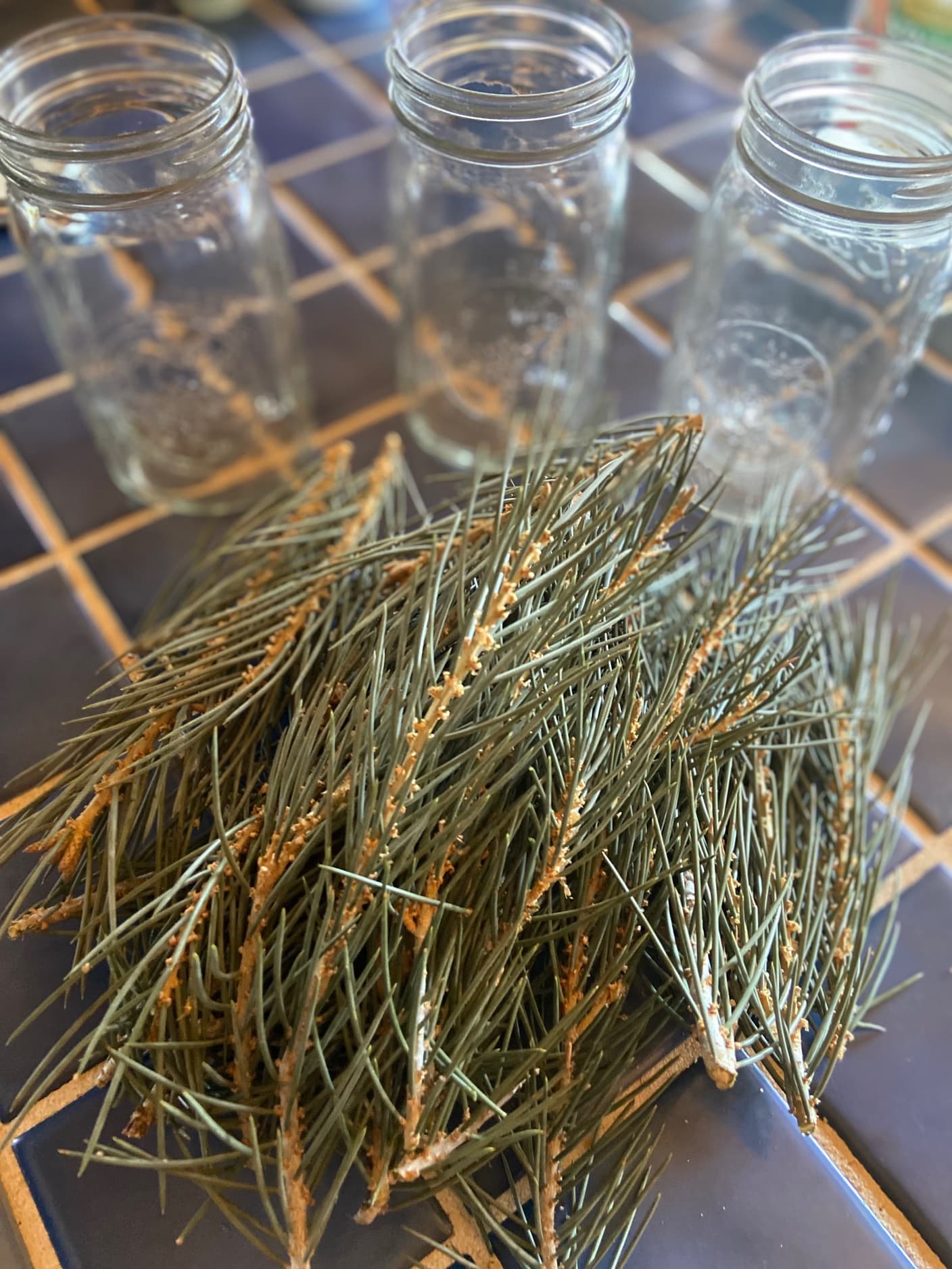 8 Oz Wild Foraged Fresh Cut Singleleaf Pinyon Pine Pinus Monophylla