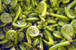 THE ESSENTIAL GUIDE TO FIDDLEHEADS