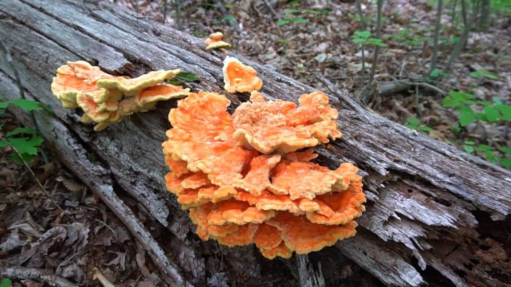 CHICKEN OF THE WOODS LIFE CYCLE AND LOOK-A-LIKES