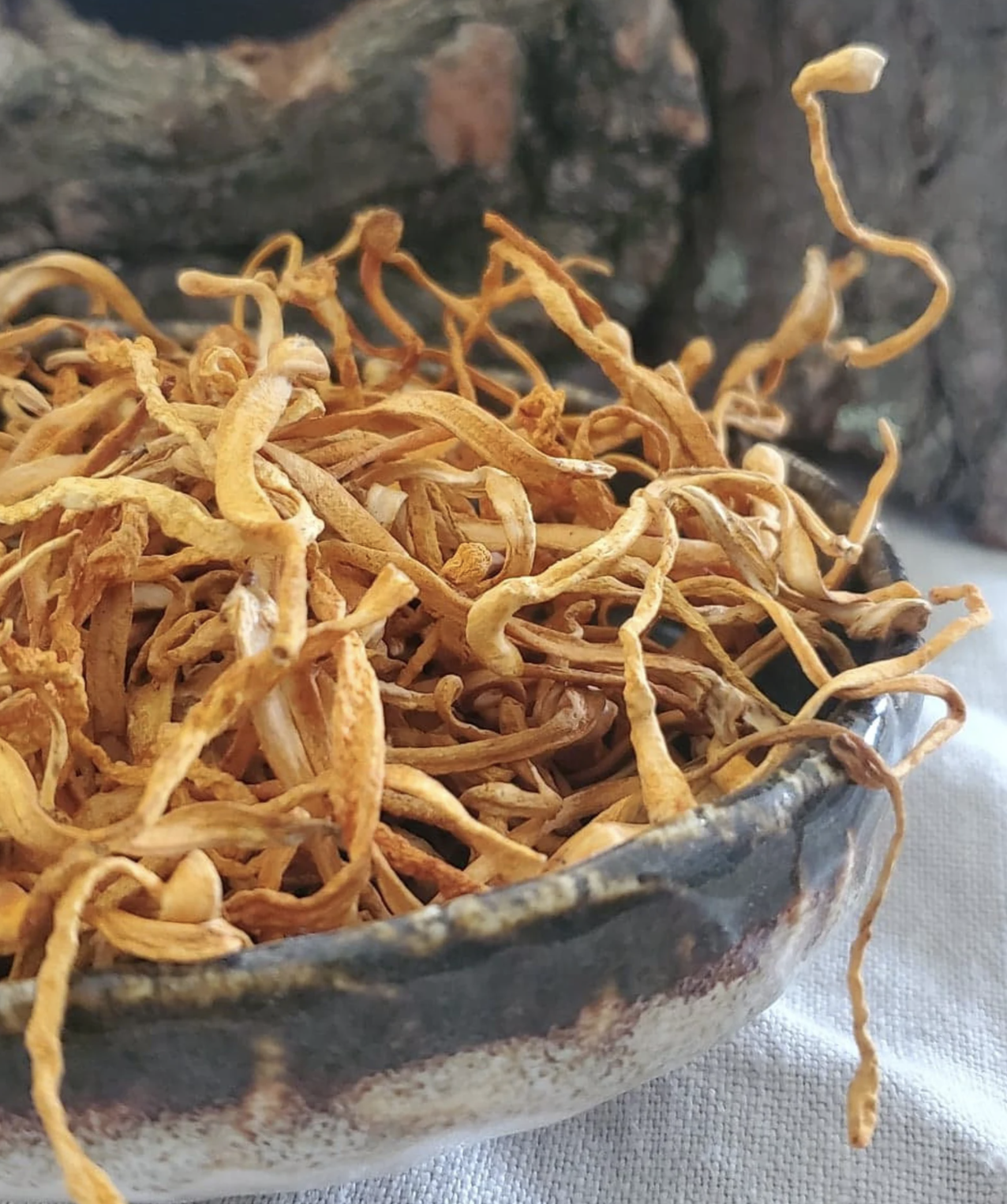 Cordyceps Militaris Mushroom Whole Dried Fruiting body ORGANIC VEGAN Ethically Harvested Chong Cao Yarsa Gumba Adaptogen for immune health