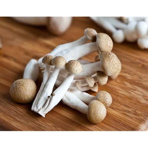 Fresh Cultivated Brown Beech Mushrooms