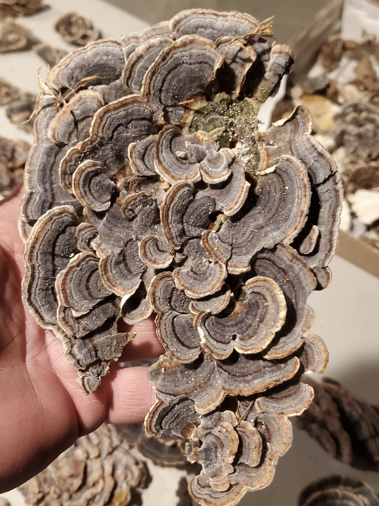 Turkey Tail Mushroom Dried Sustainably Wild harvested Whole Trametes Versicolor Yun Zhi alpha beta glucan
