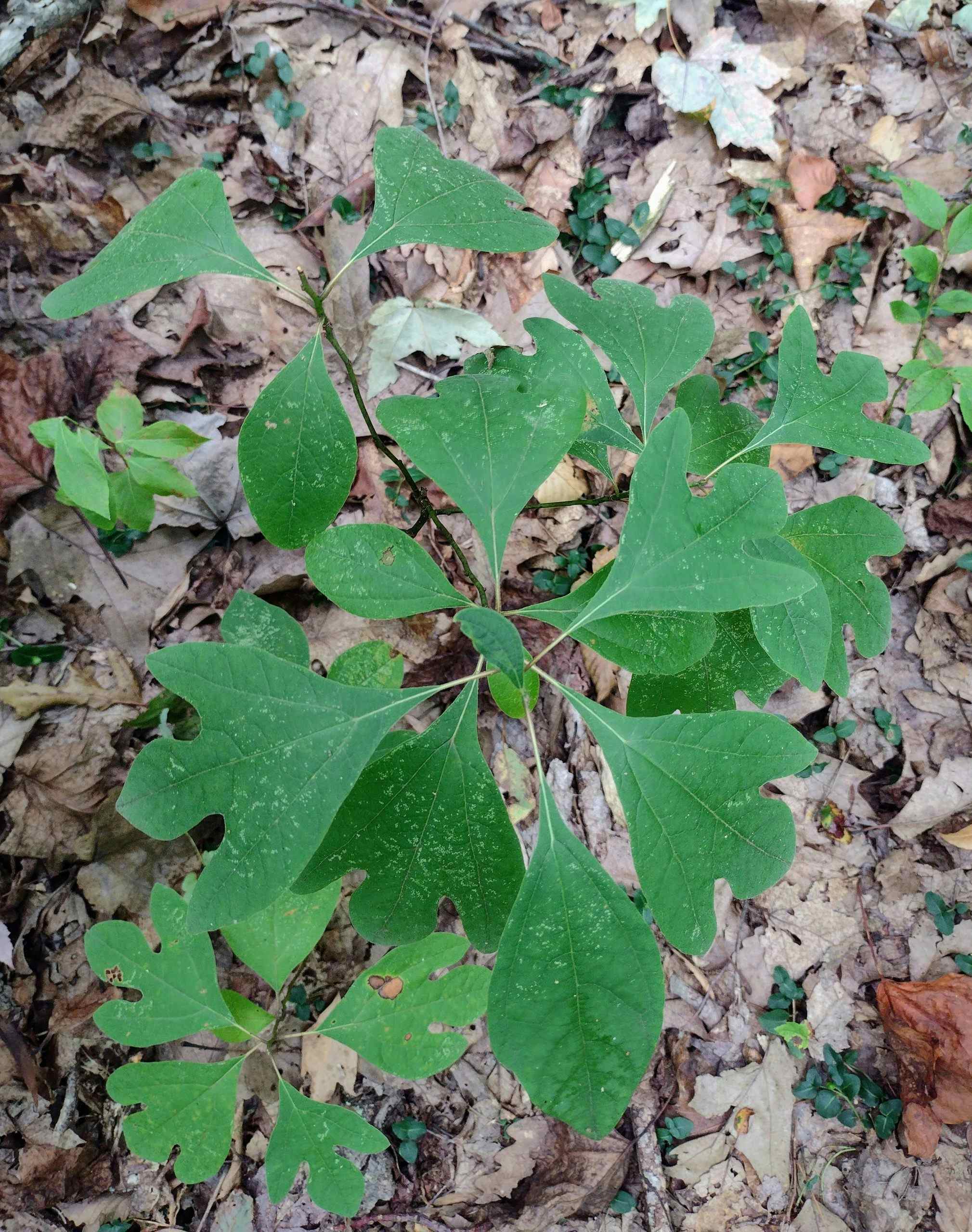 Young sassafras trees for File'
